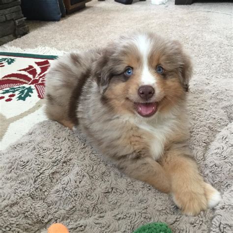 Meet Indy he's my 8 week Mini Aussie Shepherd. He finally sat still for ...