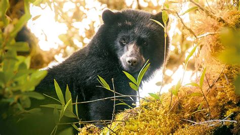 Características del Oso de Anteojos, Hábitat y más