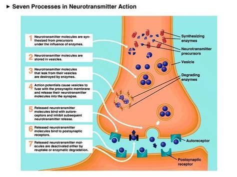 What Is a Neurotransmitter 的图像结果
