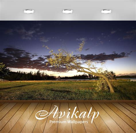 Avikalp Exclusive Awi5722 Lonesome Tree Nature Full HD Wallpapers for ...