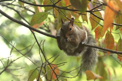 Browsing Animals 的图像结果