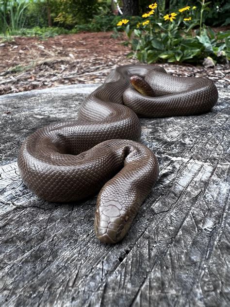 Pet Rubber Boa : r/snakes
