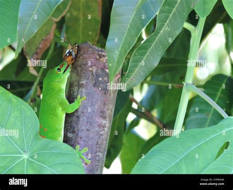 Madagascar Giant Day Gecko (Phelsuma grandis Stock Photo - Alamy