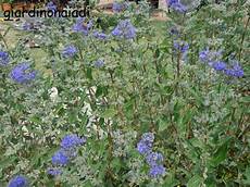 arbusto fiori viola il giardino delle naiadi caryopteris arrivederci estate arbusto fiori viola il giardino delle naiadi caryopteris arrivederci estate