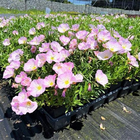 Owetiuyewo Good Seeds 211 Pieces Of Rose Indycard Seeds (Pink) For Home ...
