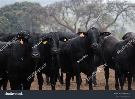 Black Angus Cattle Feedlot Stock Photo 2494804757 | Shutterstock
