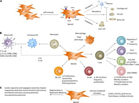 Image result for Endometrium
