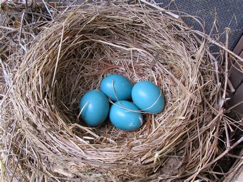 Blue Jay Bird Nests with Three Eggs