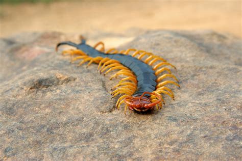 Insects That Are Toxic to Cats