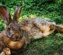 Image result for Bunny Laying Down Drawing