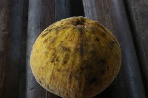 Image result for Kuning Kecapi