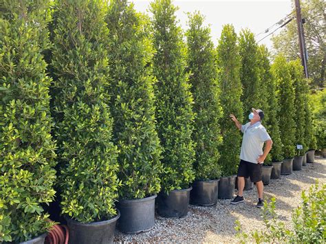 10 fast growing evergreens to create a living privacy fence – Artofit