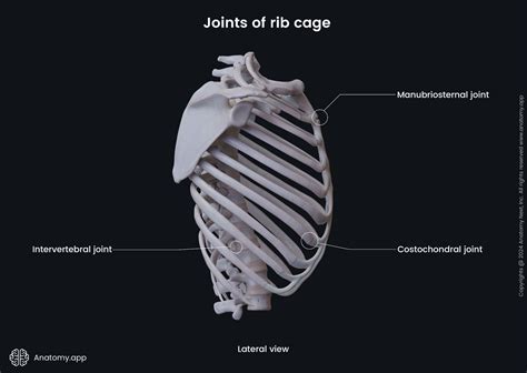 Rib Cage Anatomy Organs