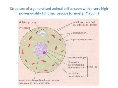 Q14 Draw a large diagram of an animal cell as seen through an electron ...