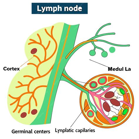 Lymph node anatomy tooth crosssection fascia network diagram pharynx ...