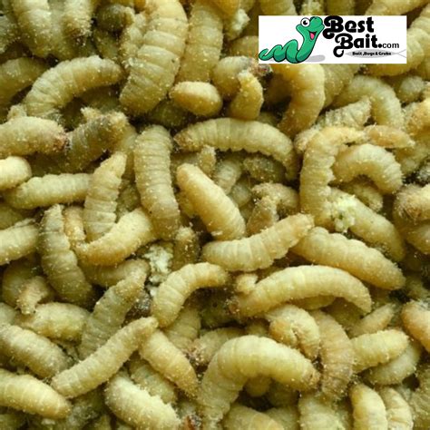 What Fish Eat Wax Worms? A Guide To Choosing The Best Bait