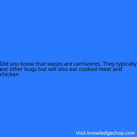 that wasps are carnivores. They typically eat other bugs but will also eat cooked meat and ...