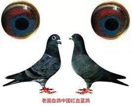 到兴多鸽友家看赛鸽--中国信鸽信息网相册