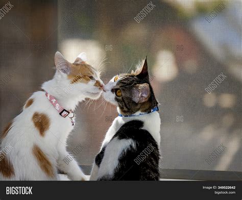 Cats Kissing