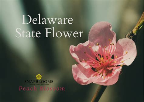 Delaware State Flower