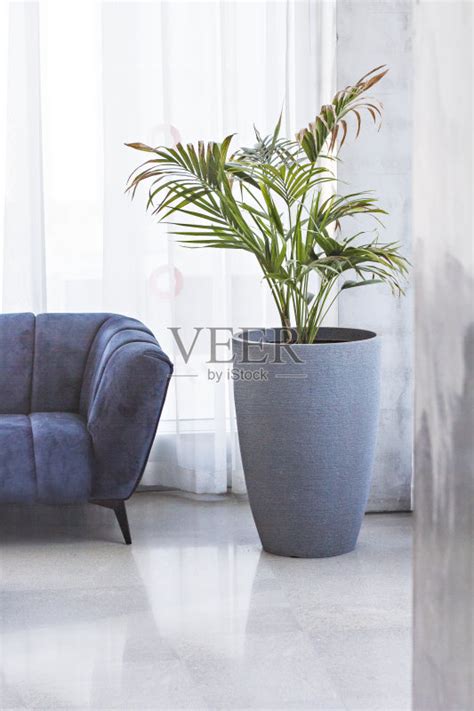 沙发,蓝色,门厅,花盆,自然美正版图片素材下载_ID:379743247 - Veer图库