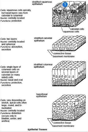 write a note in cuboidal and columnar epithelial tissue with diagram ...