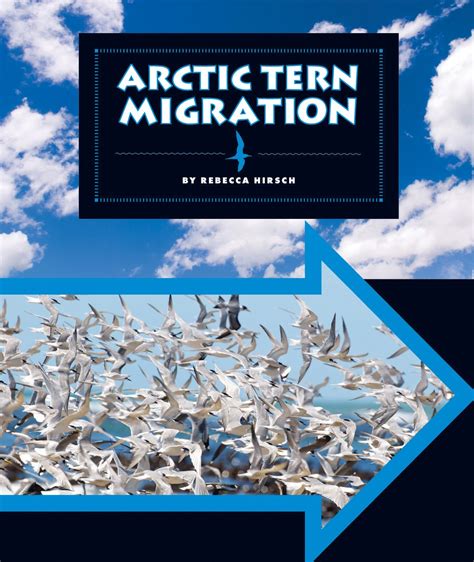 Arctic Tern Migration (Animal Migrations) eBook : Hirsch, Rebecca ...