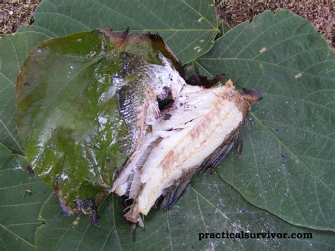 Primitive Cooking Fish 的图像结果