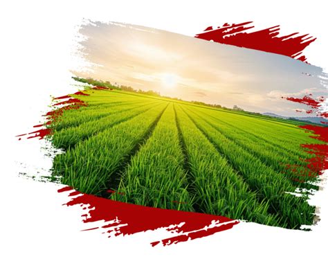 Lalbaba Rice | Biggest rice manufacturer, rice mill of Burdwan, West Bengal