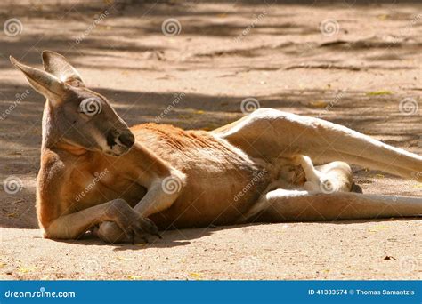 Red kangaroo resting stock photo. Image of resting, macropods - 41333574