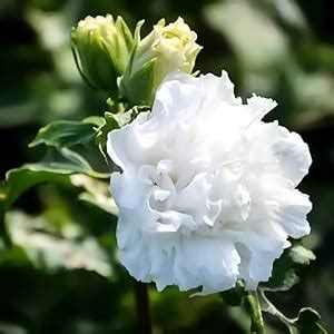 Guruji Plantation White Double Flower Gudhal Hibiscus Live Sembaruthi ...