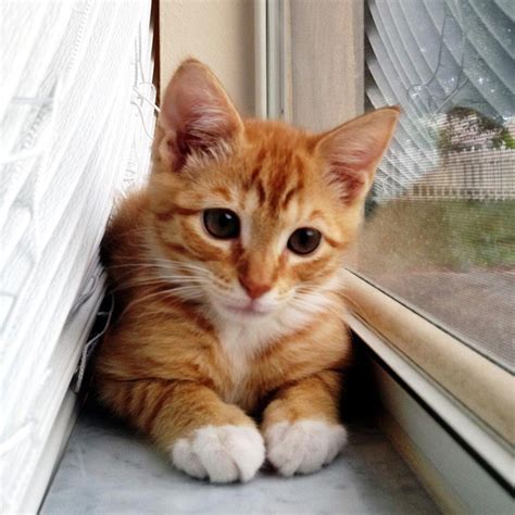 munchkin cat ginger