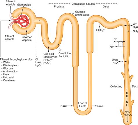 Renal Physiology - Clinical Tree