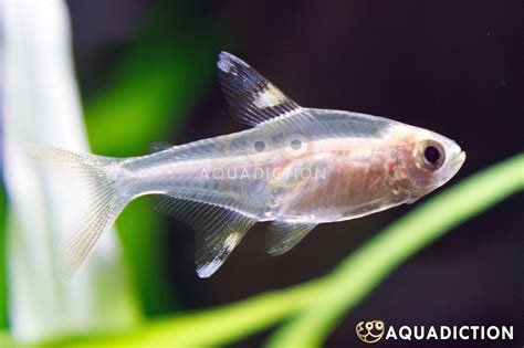 X Ray Fish Adam Summers Uses Dyes To Create Images Of Fish That Look