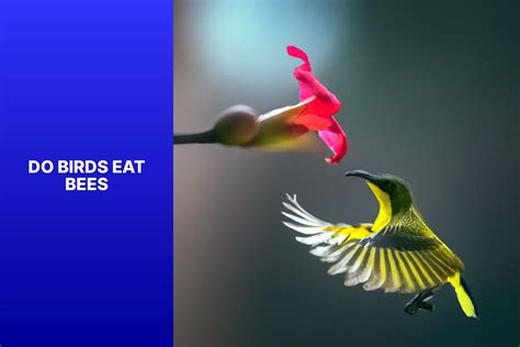 Do Birds Eat Bees? Unveiling the Natural Predatory Behaviors of Birds – Birdwatching Enthusiast