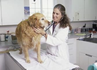 Veterinarians : Occupational Outlook Handbook: : U.S. Bureau of Labor ...