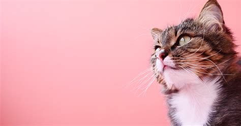 Why Does My Cat Drool? - PetlifeCA