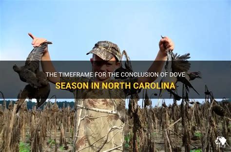 The Timeframe For The Conclusion Of Dove Season In North Carolina | PetShun