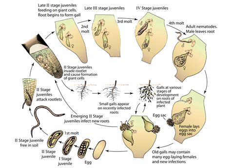 Root-Knot Nematode in Vegetables and Spices: Disease Cycle and Management in Nepal - Blog