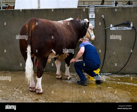 1 one mature hereford bull hi-res stock photography and images - Alamy