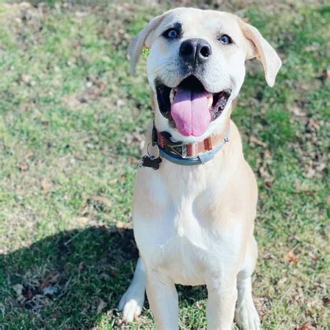 Catahoula Lab Mix