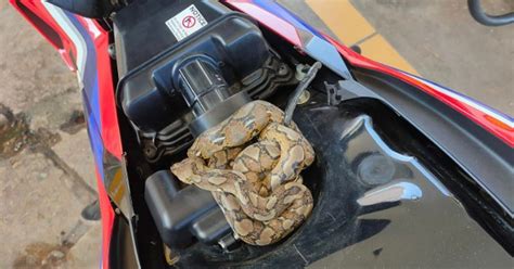 Image result for Python Programming in Motorcycle