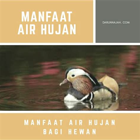 manfaat air hujan bagi manusia