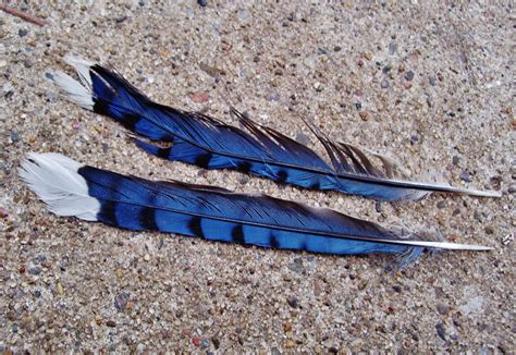 What Bird Has Blue Feathers at Kevin Davidson blog