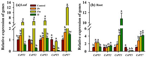 Comparative Response of Arbuscular Mycorrhizal Fungi versus Endophytic ...