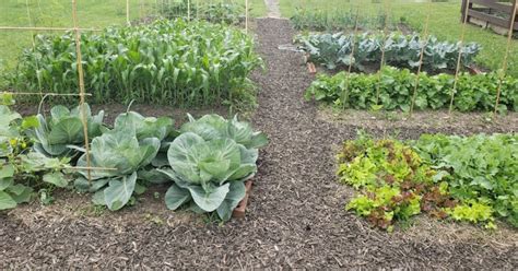 Image result for Soil Bio Technology