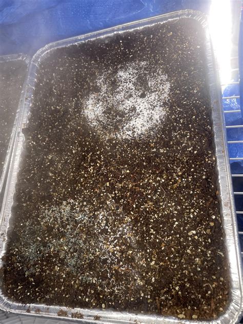 Cased four days ago is it still salvageable? : r/shrooms