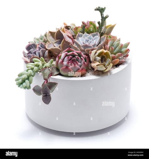 Group of Echeveria and Pachyveria opalina Succulent house plants in a ...