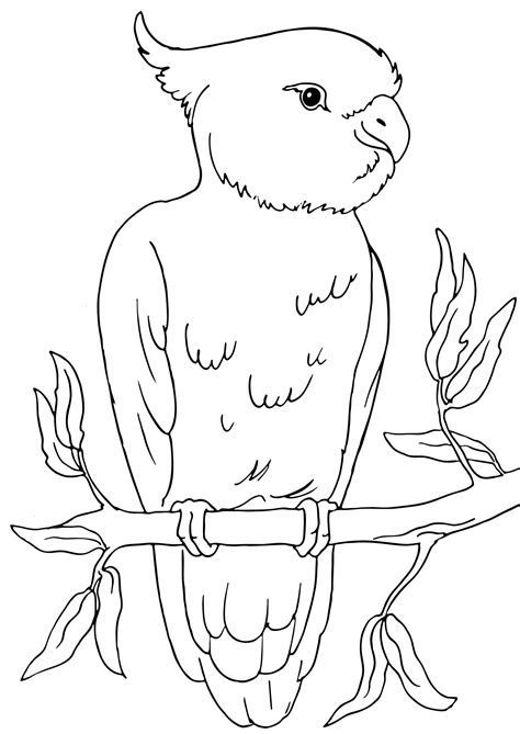 Image result for Brooding Parrot