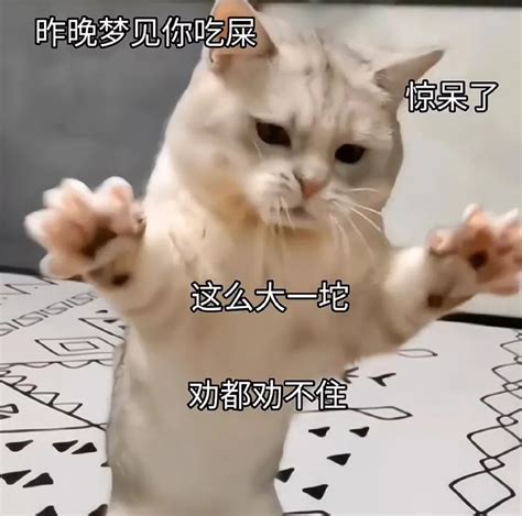 小猫咪昨晚梦见你吃屎 惊呆了 这么大—坨 劝都劝不住表情包表情包图片gif动图 - 求表情网,斗图从此不求人!